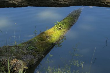 Sakin su ve yeşil su bitkilerinin üzerinde yeşil yosunlarla kaplanmış bir kütük. Kütüğün üzerindeki güneş ışığı. Sakin ve huzurlu doğal manzara