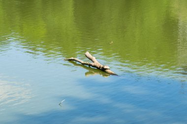 Suya düşen kuru bir kütük. Güneşli bir günde suyun yakın görüntüsü