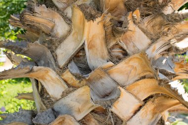 Hurma kabuğunun yakın kısmı, ağaç gövdesinin ayrıntıları.. 