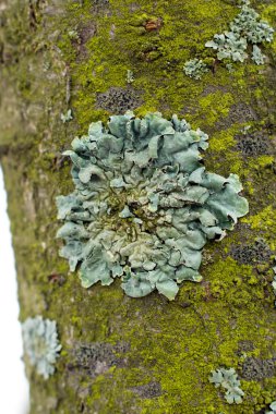 Yosun ve yosunla kaplı ağaç kabuğu. Doku, ağaç liken kabuğunun görüntüsünü kapat.