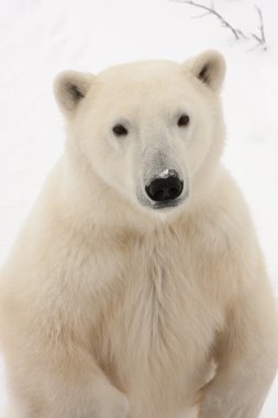 Close Up of Adult Polar Bear Standing on Hind Legs clipart