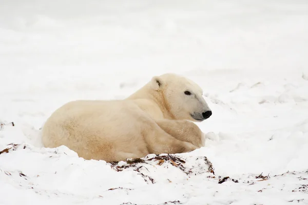 Белый медведь, лежащий в снегу — стоковое фото