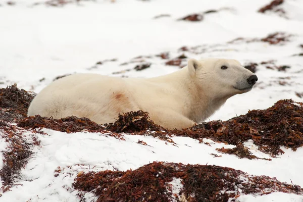 Kutup ayısı karda yalancılık aşağı