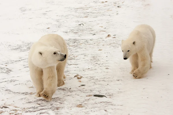 Zwei Eisbären Wandern im Schnee — Stockfoto