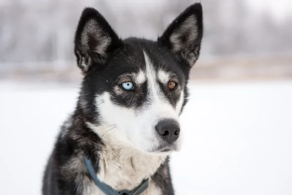 Gros plan de chien avec des yeux de couleur différente — Photo
