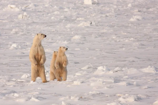 ホッキョクグマの母と後ろ足で立っているカブス — ストック写真