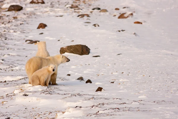 Polar Bear Mother and Cubs Surveying Area — Stock Photo, Image