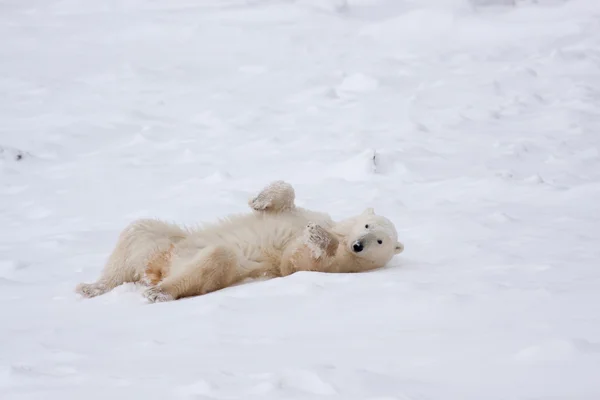 Adult Polar Bear Rolling in Snow — Stock Photo, Image