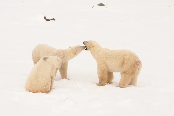 Kutup ayısı ile iki yavrularını etkileşim anne