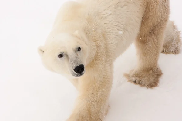 Kutup ayısı karda yürürken Up arıyorum