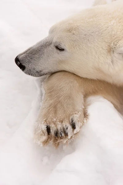 Pençe üzerinde dinlenme kafa ile yetişkin kutup ayısı