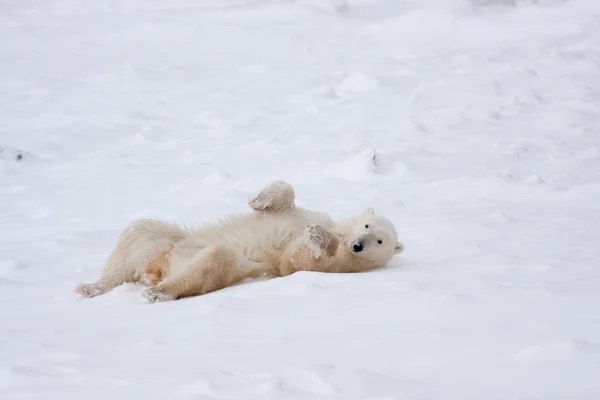 Volwassen ijsbeer rollen in de sneeuw Stockfoto
