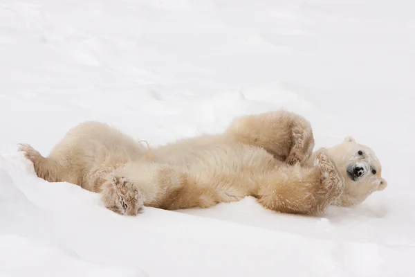 Volwassen ijsbeer rollen in de sneeuw Stockfoto