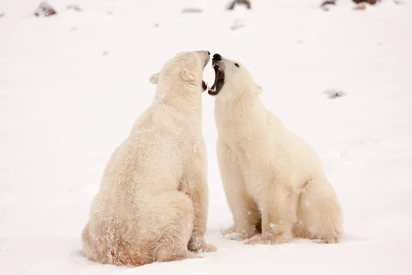 Two Polar Bears Face to Face and Bearing Teeth Stock Image