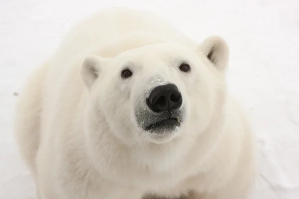 Yetişkin kutup ayısı kameraya bakarak, yakın çekim Stok Resim