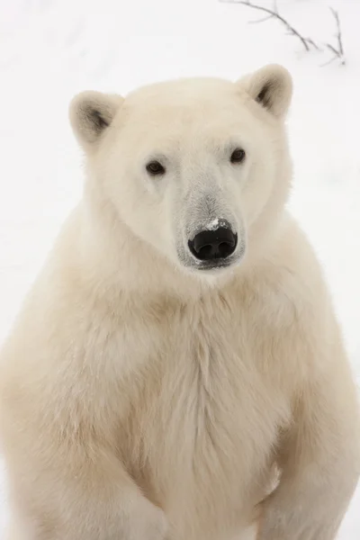 後ろ足で立っている大人のシロクマのクローズ アップ ストック画像