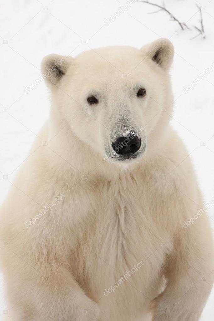 Close Up of Adult Polar Bear Standing on Hind Legs