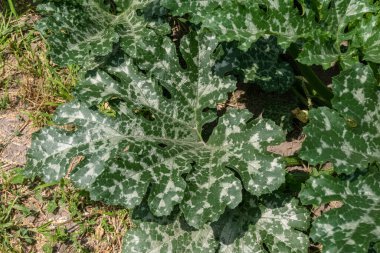 Cucurbita maxima, yerde yeşil ve beyaz balkabağı yaprakları