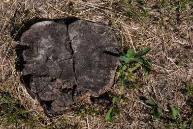 Kuru sarı çimenlerin arasındaki koyu kahverengi kütük manzarası