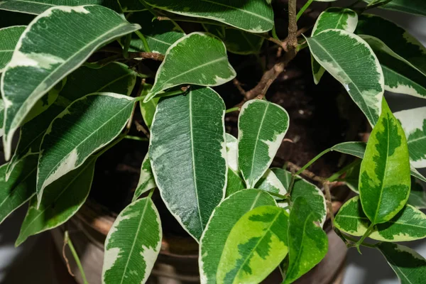 Folhas verdes e brancas de jovem e pequeno Ficus benjamina em um pote — Fotografia de Stock