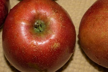 Sarı tekstil arka planında su damlaları olan olgun kırmızı Fuji elmalarının makro çekimi