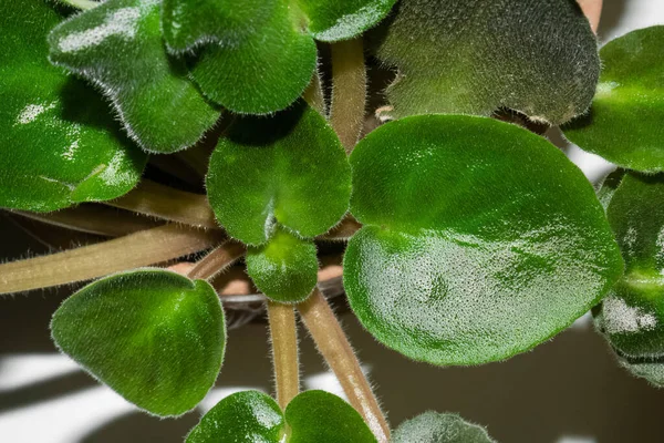 Λαμπερά πράσινα φύλλα με σκιές. Φυτό Viola — Φωτογραφία Αρχείου
