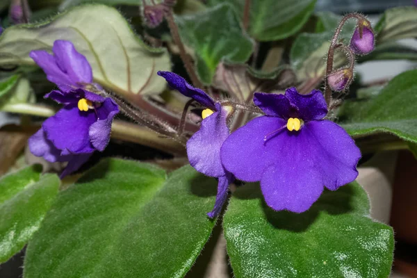 Blühende violette Blüten mit grünen Blättern im April. Unklarer Hintergrund — Stockfoto