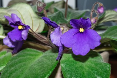 İlk bahar koyu menekşe çiçekleri, içinde sarı çekirdekler var.
