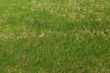 Açık yeşil çimenli bir çayır. Doku