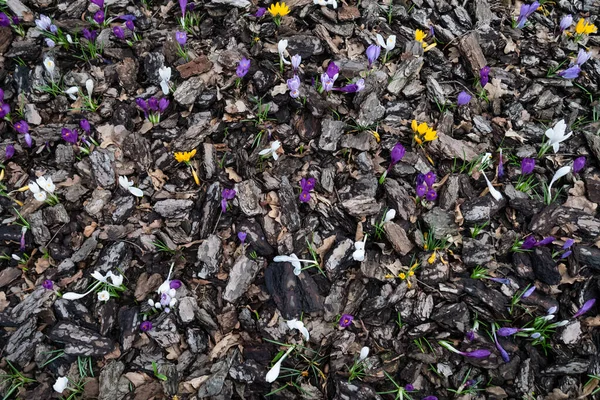 Fleurs de crocus blanches, jaunes et violettes entre écorce d'arbre et nouvelle herbe verte — Photo