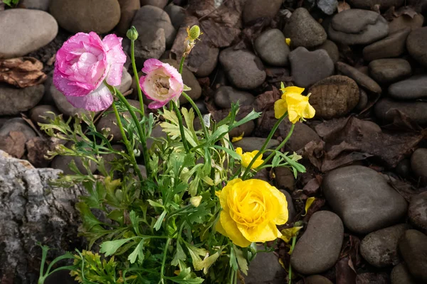 Желтые, розовые и белые тюльпаны с капельками дождя на лепестках. Размытые серые камни на фоне — стоковое фото