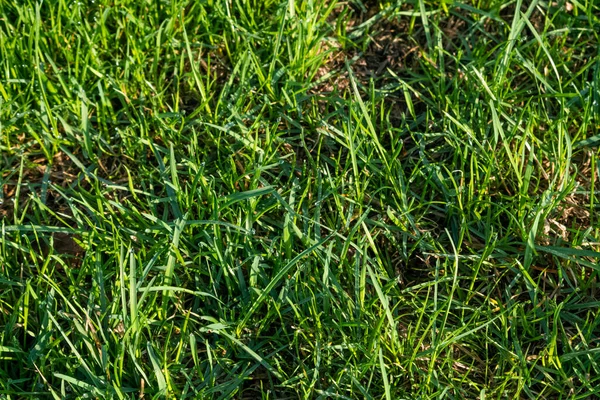 Κοντινό πλάνο του φρέσκου πράσινου χόρτου με δροσοσταλίδες το πρωί. Ακτίνες ηλίου — Φωτογραφία Αρχείου