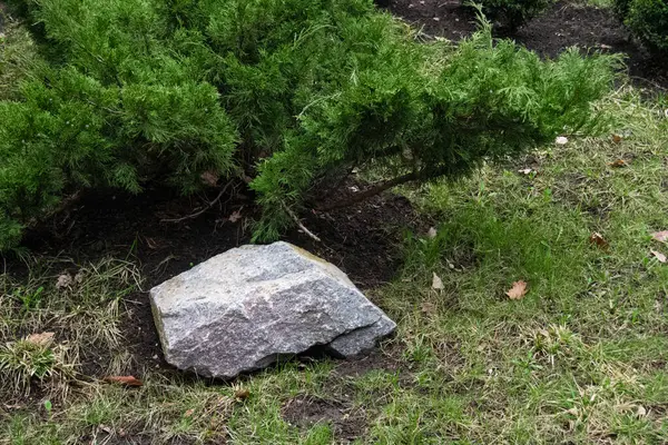 在花园里用浅灰的大石子和杜松子花围住。春天 — 图库照片