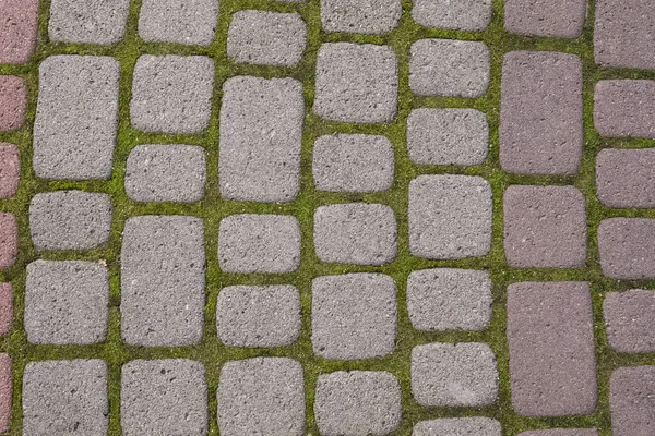 Close up of street grey and brown tile with green moss in the seams — Stock Photo, Image