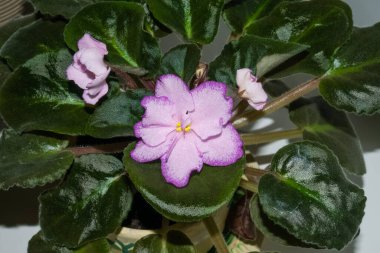 Nisan 'da açan yeşil yapraklı güzel pembe menekşe çiçeklerinin manzarası.