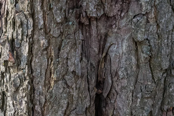 Delvis i solen och i skuggan texturerad ek bark — Stockfoto