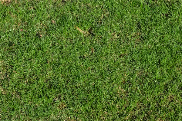 Fondo de textura de hierba verde en primavera —  Fotos de Stock