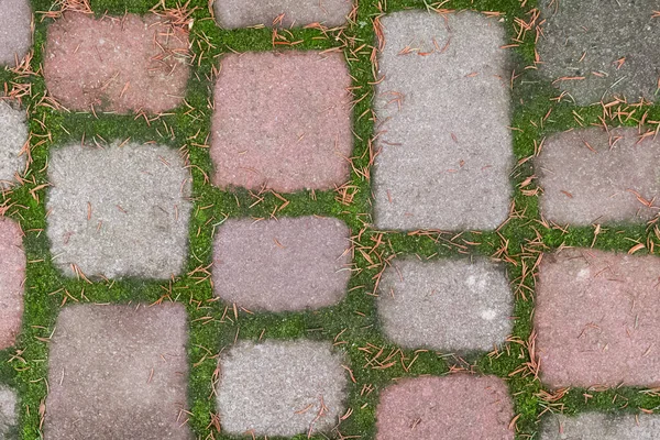 Street red and grey tile with green moss in the joints and fallen pine needles — Stock Photo, Image