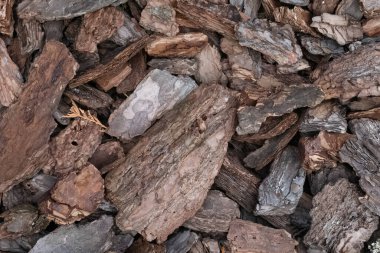 Kahverengi ve gri meşe ağacı kabuğunun yerdeki makro görüntüsü