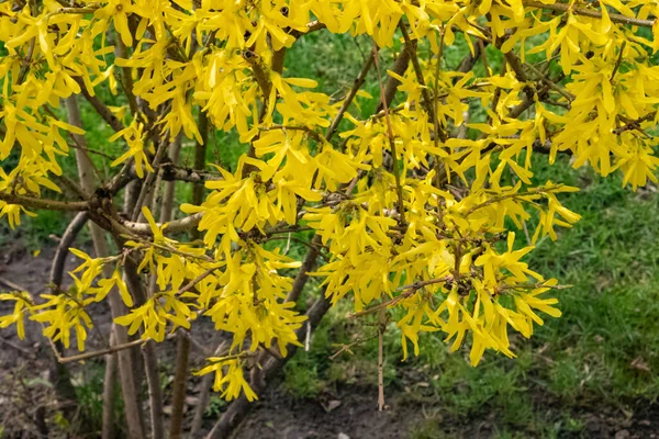 Цветущая Forsythia Suspensa куст с ярко-желтыми цветами в апреле — стоковое фото