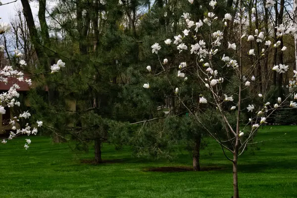 Kharkiv, Ukrayna - 27 Nisan 2021. Central Park 'ta çiçek açan manolya ağaçları — Stok fotoğraf