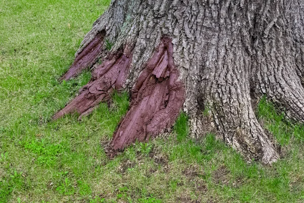 Parte inferior pintada de carvalho velho com grama verde — Fotografia de Stock