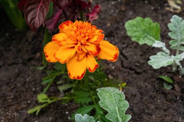 Tagetes patula, Fransız kadife çiçeği çiçek tarhında tek turuncu ve kırmızı çiçekli bulanık arka plan