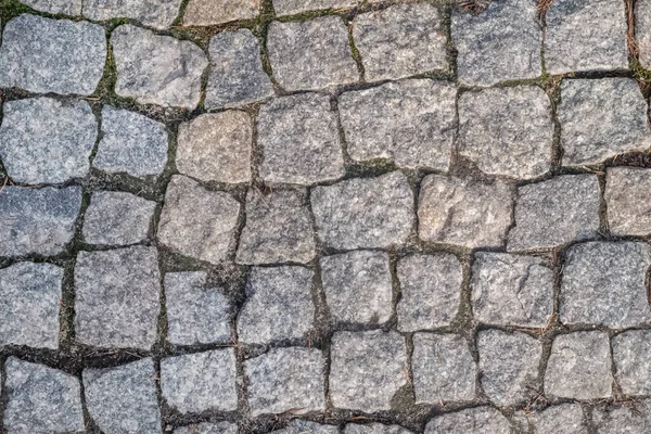 Nahaufnahme eines körnigen, grau gepflasterten Bürgersteigs mit umgestürzten Nadeln im Park — Stockfoto