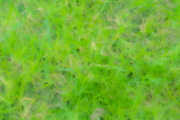 Heldere vertakte wazige textuur van vers lang licht groen gras — Stockfoto