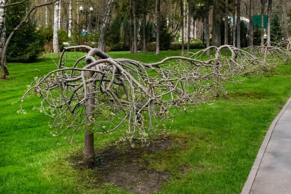 Kharkiv, Ukraine - 27 avril 2021. Allée d'arbres de Rowan, Sorbus aucuparia Pendula, avec des feuilles qui commencent à pousser sur les branches. Central Park — Photo