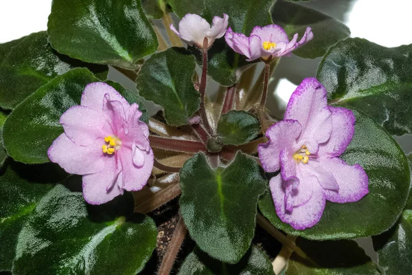 Vier leuchtend rosa Viola-Blüten mit großen grünen Blättern — Stockfoto