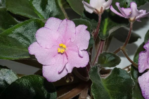 Nahaufnahme von gesättigten rosa Viola Blume mit Bokeh — Stockfoto