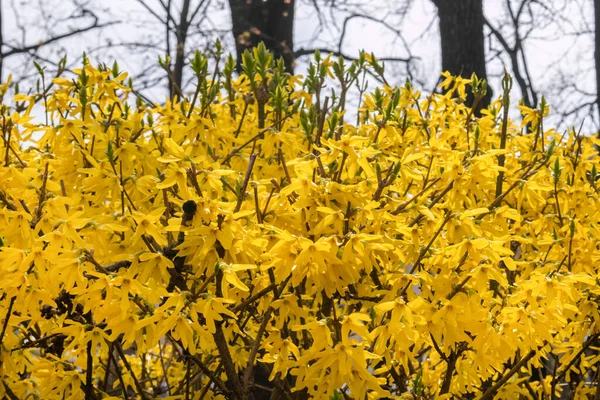 Fleurs jaune vif sur Forsythia suspensa buisson. Arbres et ciel sur la toile de fond — Photo