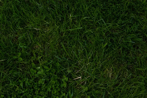 Mörkgrön veckad grässtruktur — Stockfoto